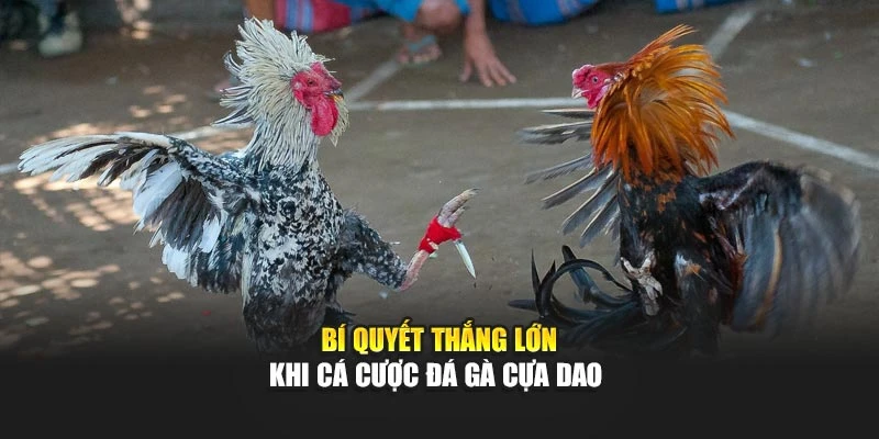 Bí quyết thắng lớn khi cá cược đá gà cựa dao 