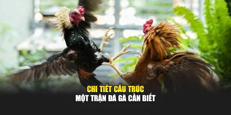 Chi tiết cấu trúc một trận đá gà cần biết