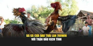 Đá Gà Cựa Dao Thái Lan 789WIN Với Trận Đấu Kịch Tính