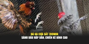 Đá Gà Cựa Sắt 789WIN – Sảnh Đấu Hấp Dẫn, Chiến Kê Đỉnh Cao