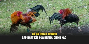 Đá Gà SV128 789WIN – Cập Nhật Kết Quả Nhanh, Chính Xác