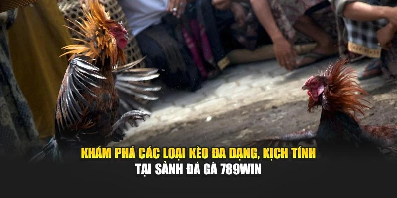 Khám phá các loại kèo đa dạng, kịch tính tại sảnh đá gà 789WIN