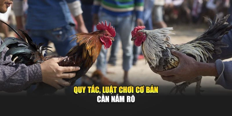 Quy tắc, luật chơi cơ bản cần nắm rõ