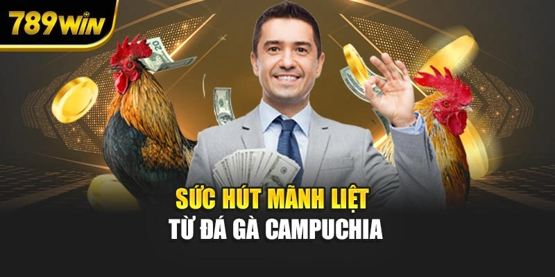 Sức hút mãnh liệt từ đá gà Campuchia