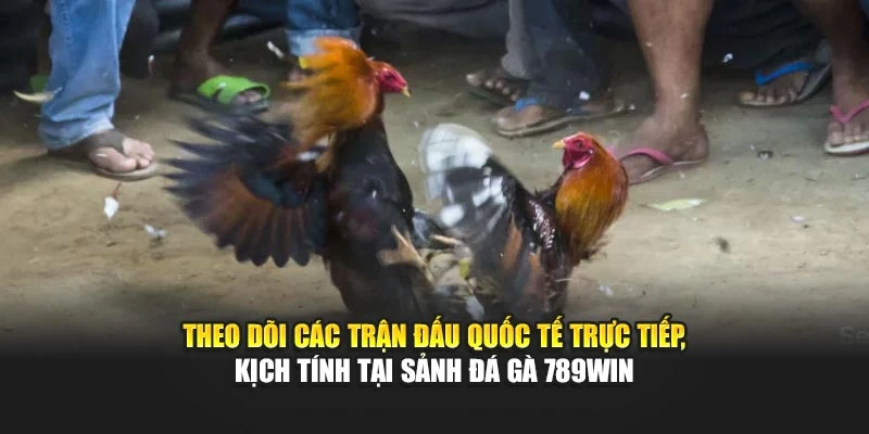 Theo dõi các trận đấu quốc tế trực tiếp, kịch tính tại sảnh đá gà 789WIN