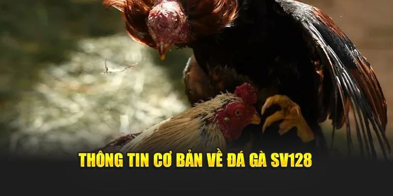 Thông tin cơ bản về đá gà SV128