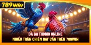Đá Gà Thomo Online – Nhiều Trận Chiến Gay Cấn Trên 789WIN
