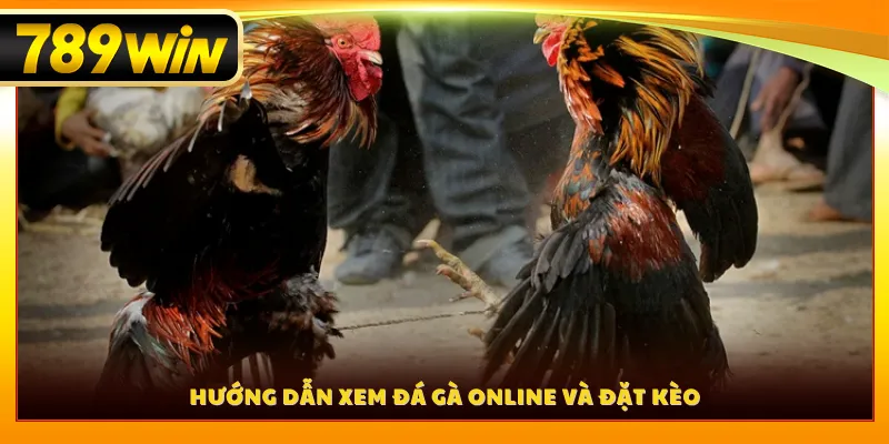 Hướng dẫn xem đá gà online và đặt kèo